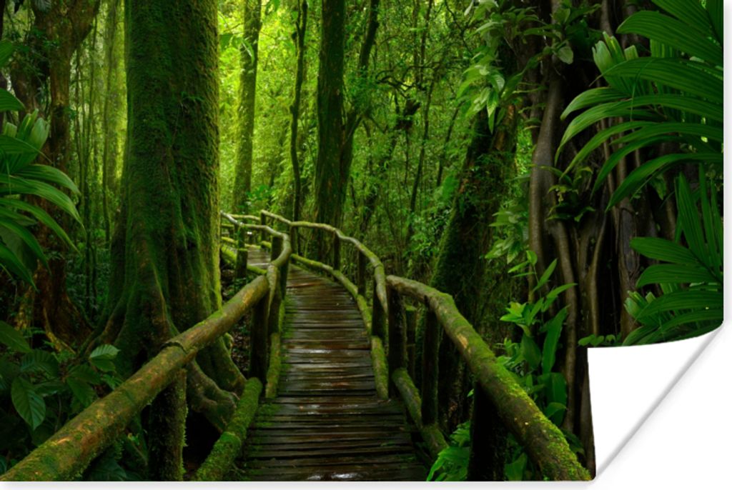 MuchoWow Poster Dschungel - Brücke - Moos - Natur - Tropisch 180x120 cm - Fotoplakat