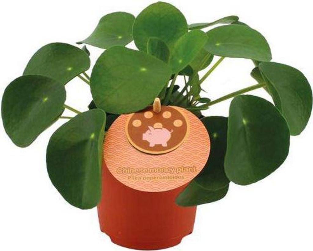 Chinesischer Geldbaum Pilea peperomioides Ø11cm 15cm Zimmerpflanze pflegeleicht