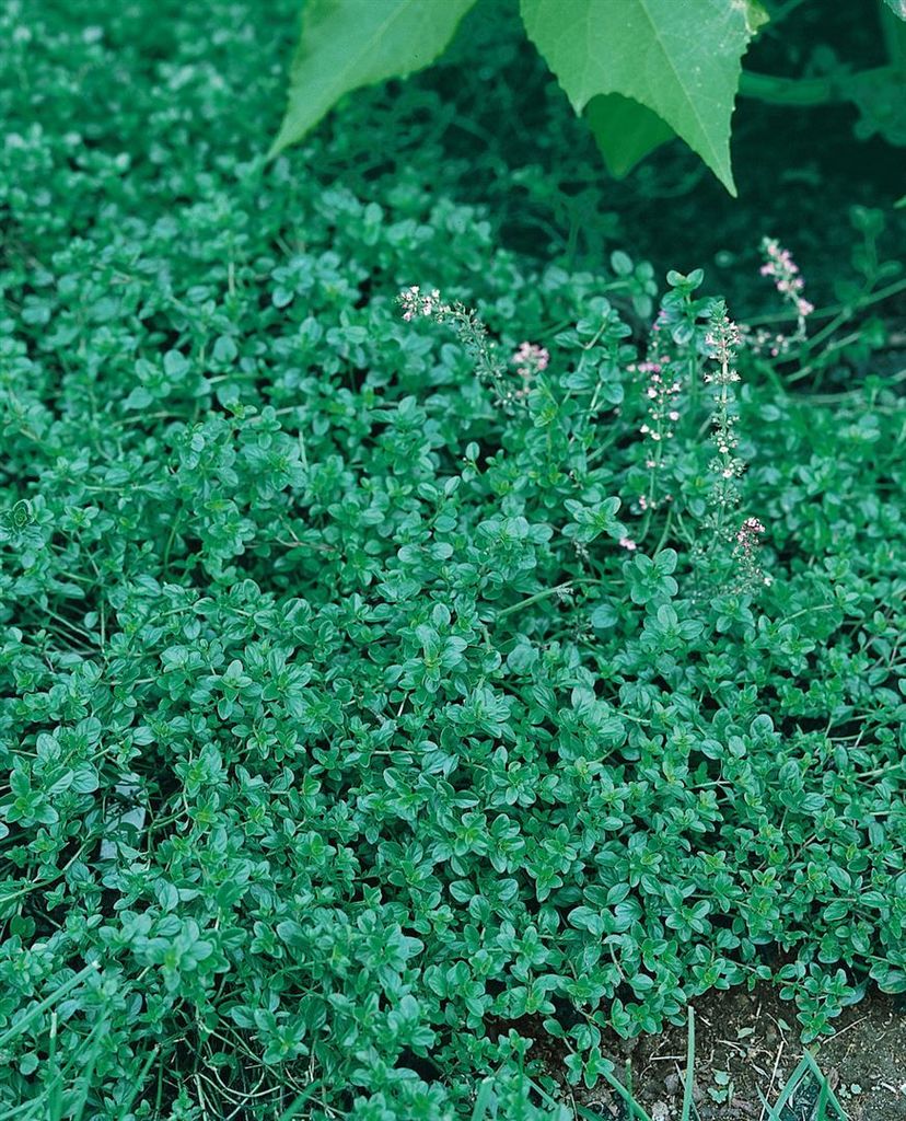 Thymus pulegioides, Quendel-Thymian, aromatisch, ca. 9x9 cm Topf