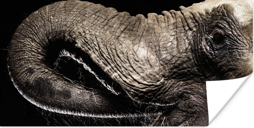 MuchoWow Poster Porträt eines Elefanten mit seinem Rüssel im Maul 160x80 cm - Foto Poster
