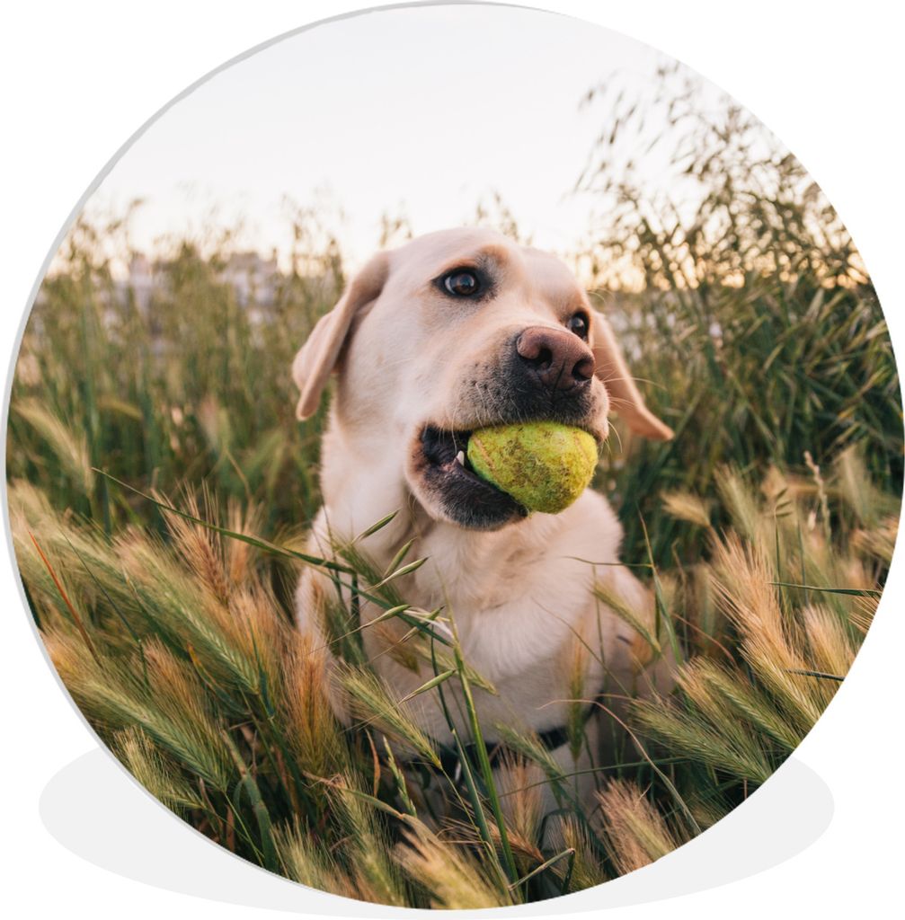 MuchoWow Rundes Wandbild - Runde Bilder Labrador Retriever spielt mit einem Tennisball im Gras Ø 90 cm Kreis Wanddekoration Kunststoff - Wandkre...