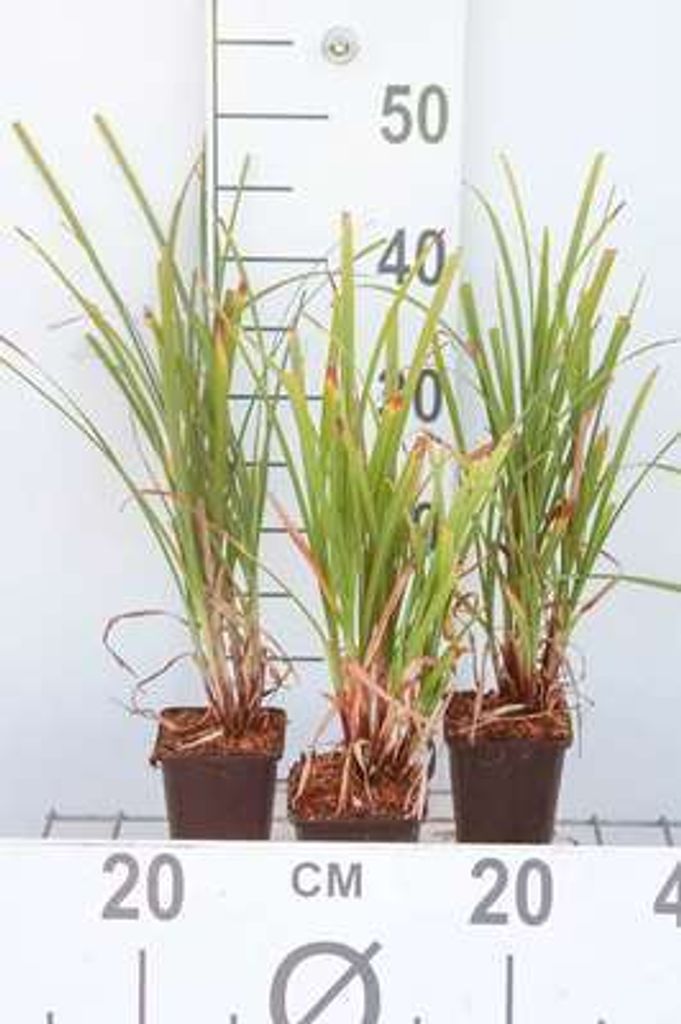 6 x Carex grayi - Morgenstern Segge - Topf 9 x 9 cm