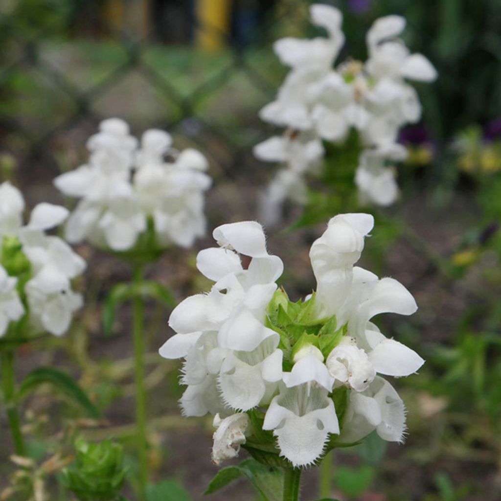 6 x Großblütige Garten-Braunelle - Prunella grandiflora 'Alba' | Topf 9cm x 9cm