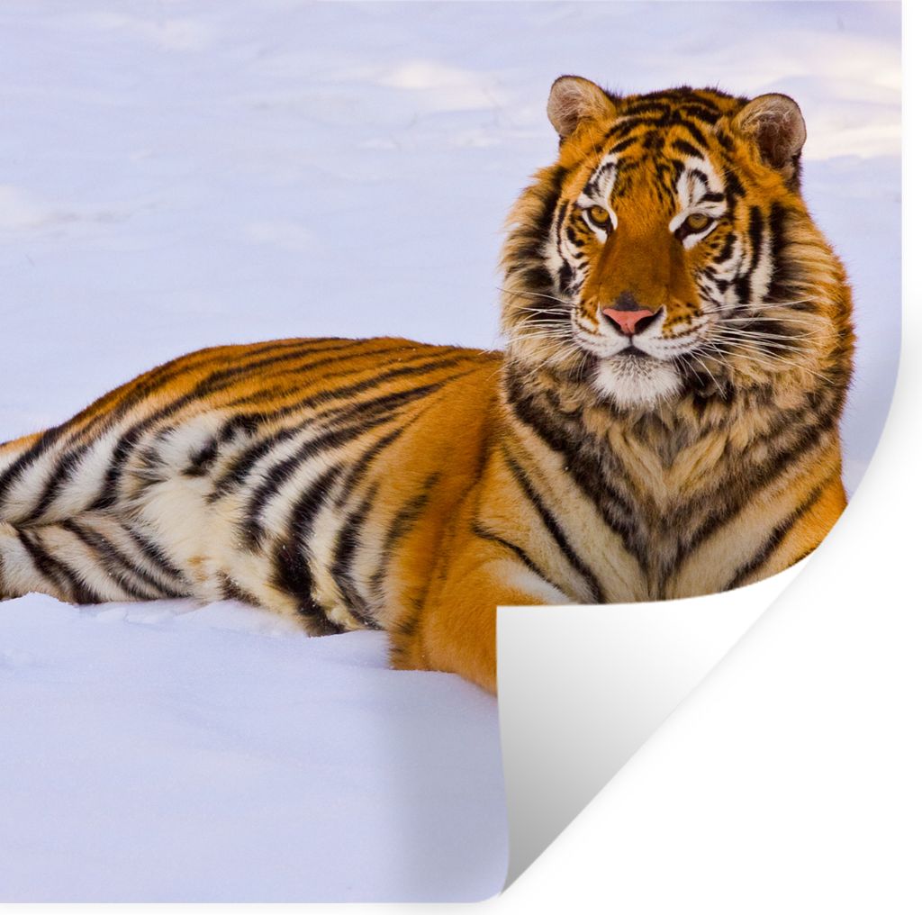 MuchoWow Wandtattoo Wandsticker Wandaufkleber Tiger - Schnee - Winter - Tiere 30x30 cm Selbstklebend und Repositionierbar - Repositionierbar - Wa...