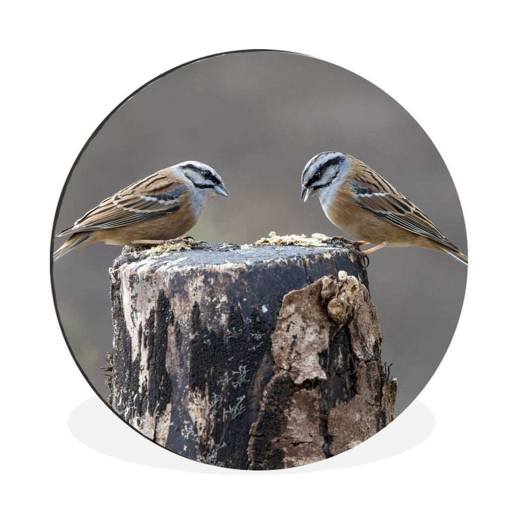 MuchoWow Aluminium Wandkreis Ein Paar des Vogels Grauammer auf einem Holzstamm Ø 30 cm Wanddeko Modern Wohnzimmer - Wand Bild - Wohnzimmer - Run...