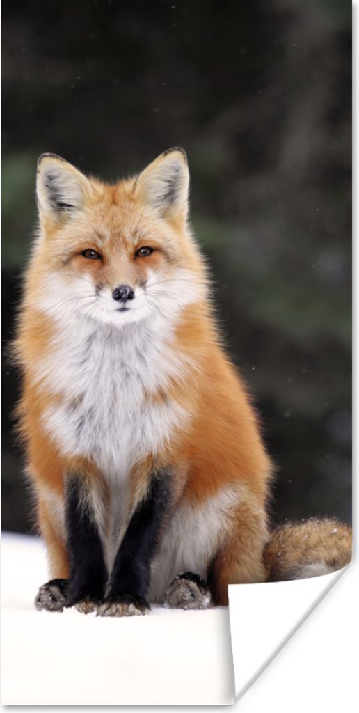 MuchoWow Poster Fuchs - Schnee - Rot 40x80 cm - Dekoration