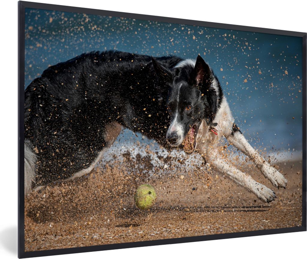 MuchoWow MuchoWow Gerahmtes Poster Ein schwarz-weißer Border Collie jagt einen Tennisball am Strand 60x40 cm - Poster mit zchwarzem Bilderrahm...