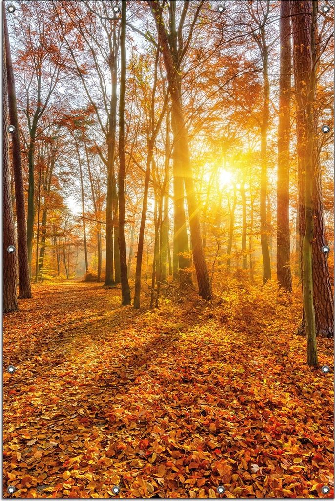 Wallario Outdoor-Poster für Garten oder Balkon, Motiv Sonnenuntergang im herbstlichen Wald, in ca. 120 x 180 cm