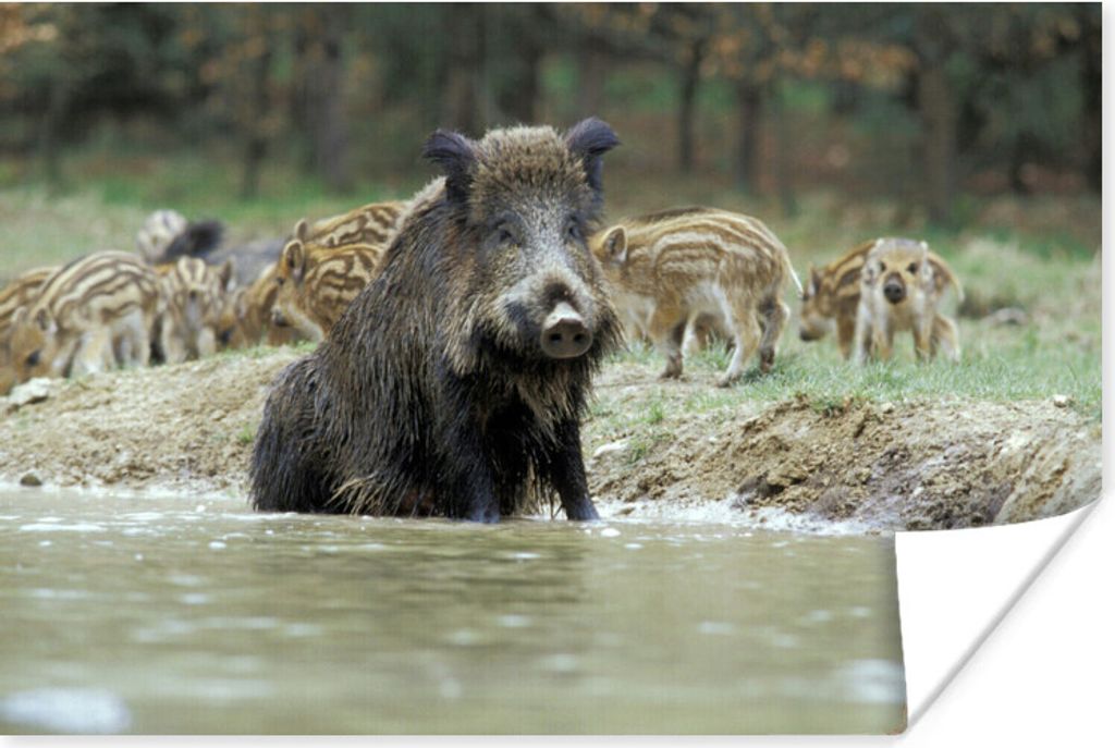 MuchoWow Poster Schwein - Wild - Groß 60x40 cm - Schlafzimmerdekoration