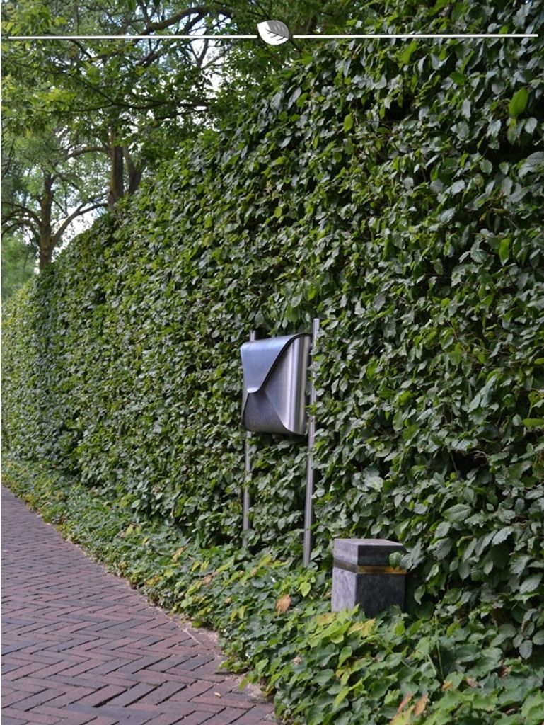 Rotbuche Fagus sylvatica 125-150 cm Wurzelnackt, 500x Heckenpflanze