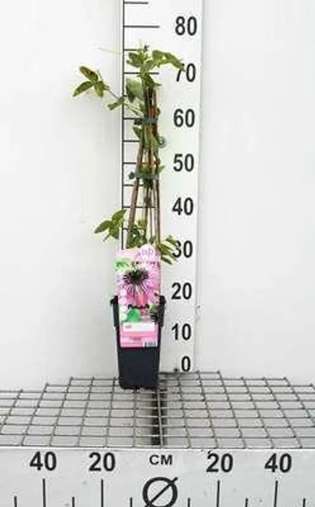Passiflora Purple Haze 50-60 cm : Plante pour Treillis et Pergola
