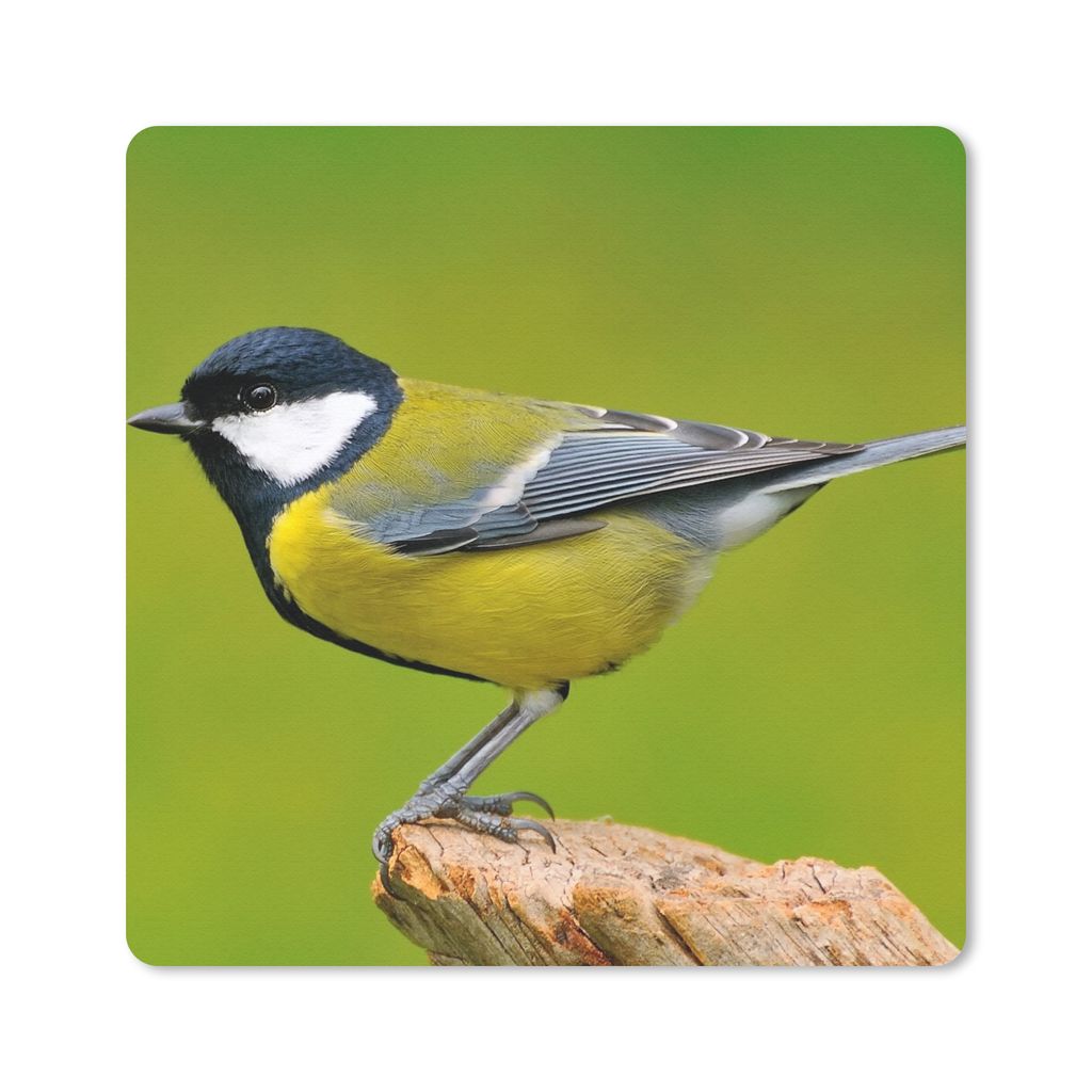 MuchoWow Mauspad Mousepad Vogel - Kohlmeise - Tiere - Grün 30x30 cm - Mousepads - Maus Mat - Pad - Mausunterlage - Gaming