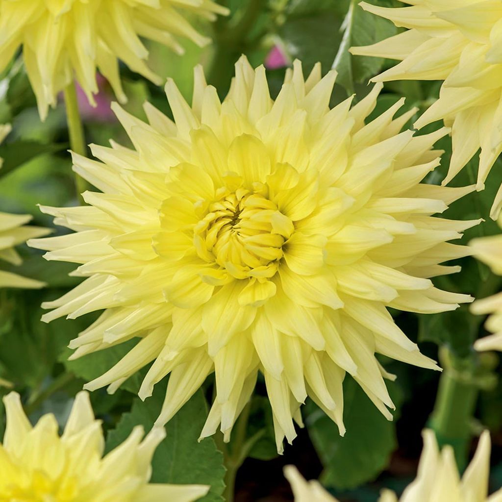Dahlie Dahlienpflanzen Garten und Töpfe Knollen Kaktus-Dahlie Trooper Dan 1 St.