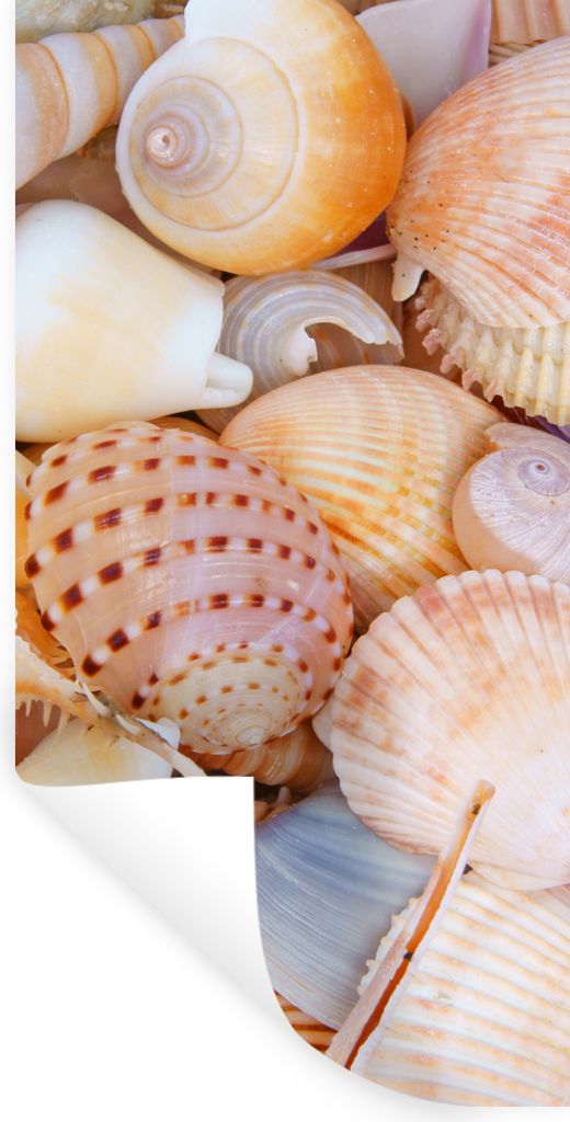 MuchoWow Wandtattoo Wandsticker Wandaufkleber Muscheln - Strand - Sommer - Orange 60x120 cm Selbstklebend und Repositionierbar - Selbstklebend - ...