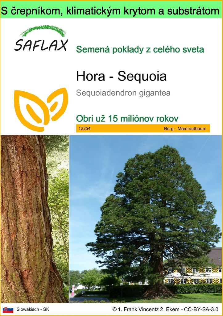 SAFLAX Garden to go - Hora - Sequoia - Sequoiadendron Obrázok produktu 