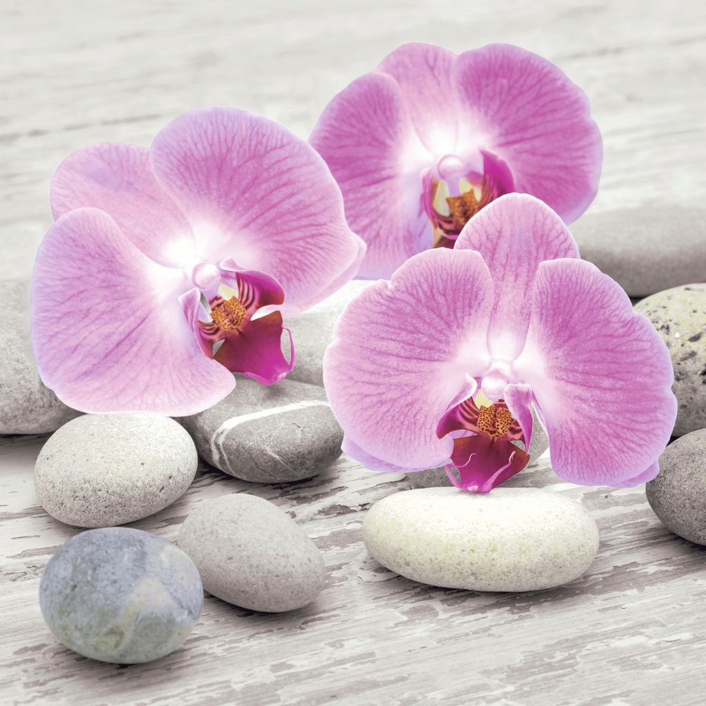 20 LUNCH SERVIETTEN 33x33cm Orchideen, Steine. ORCHIDS ON STONES