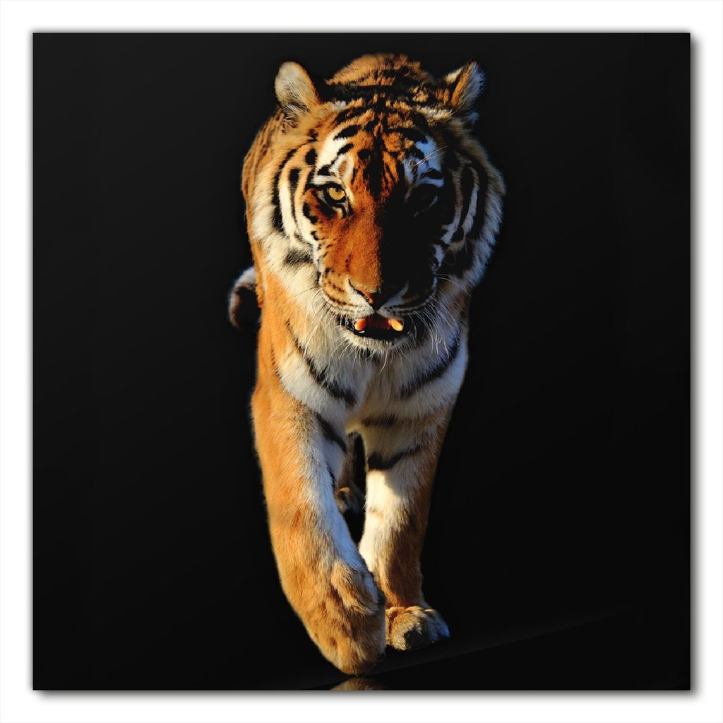 Wallario selbstklebende Möbelfolie/ Tischdecke für Innen und Außen, Größe: 50 x 50 cm - Laufender Tiger