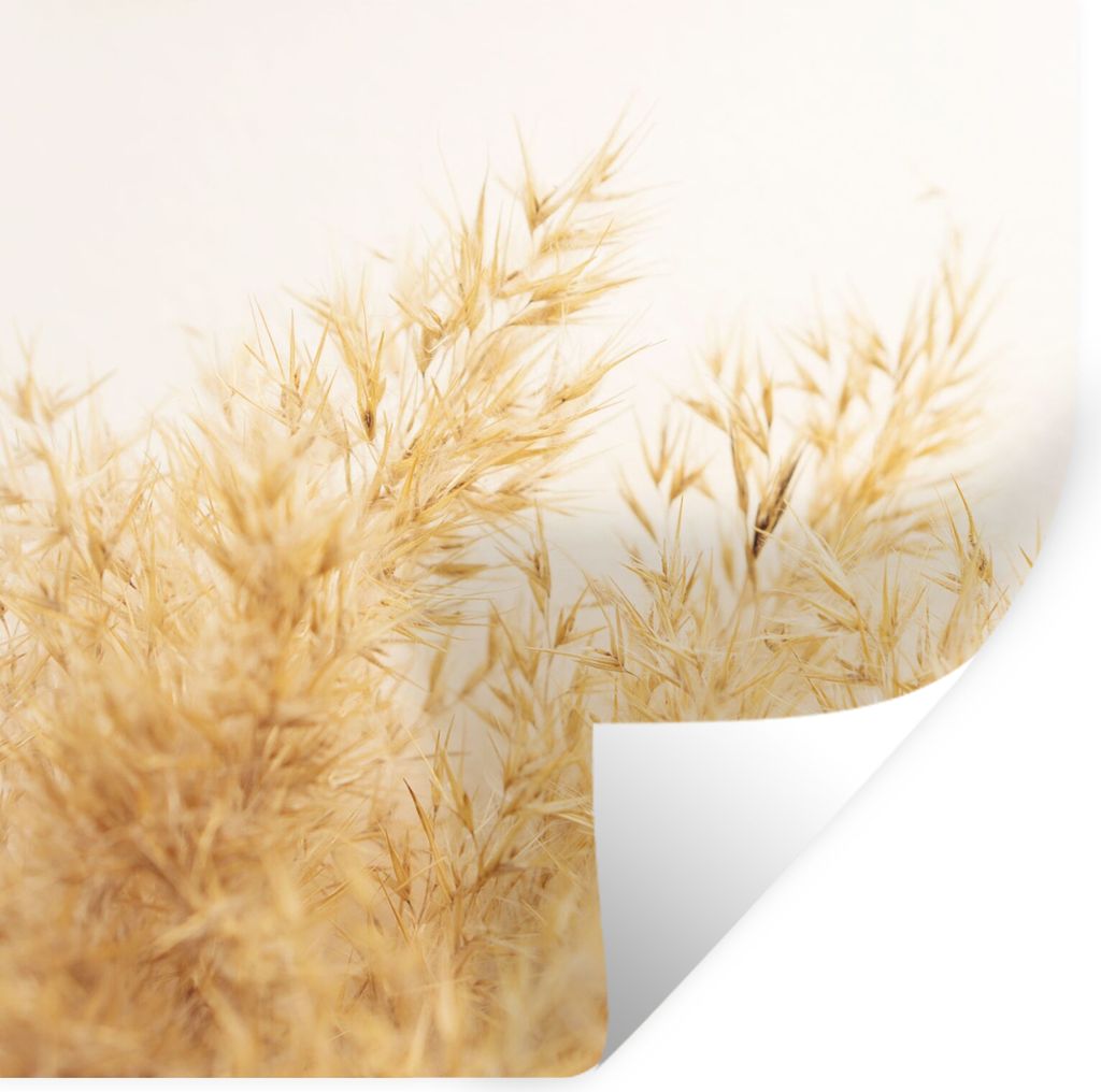 MuchoWow Wandtattoo Wandsticker Wandaufkleber Pampasgras - Sonne - Gras 50x50 cm Selbstklebend und Repositionierbar - Selbstklebend - Fototapeten
