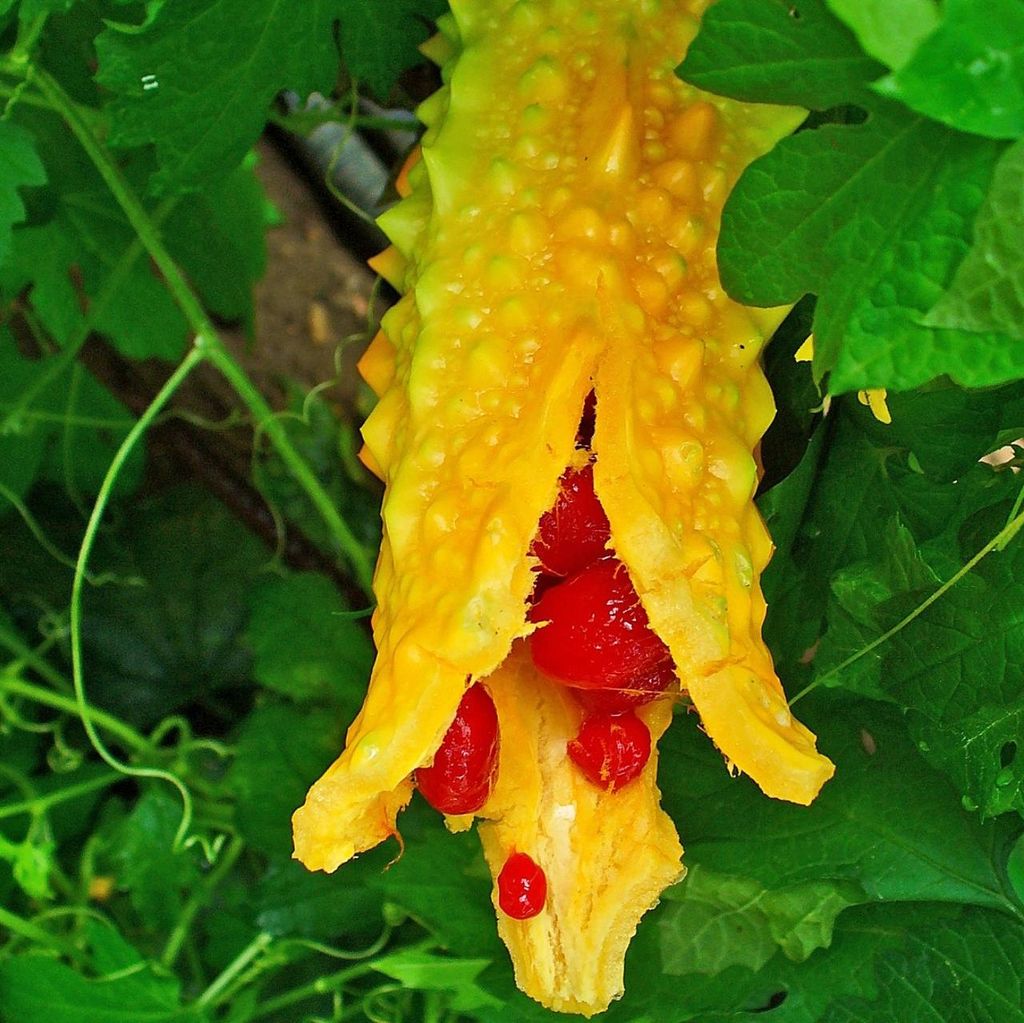 Hořká tykev (Momordica charantia) – 10 semen Obrázek produktu 