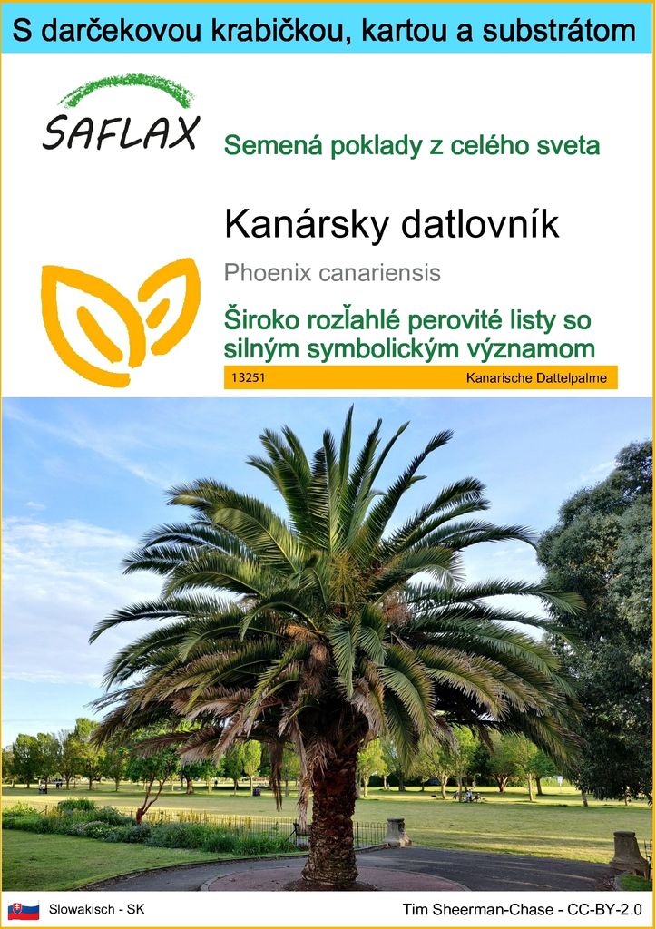 SAFLAX Darčeková sada - Kanársky datlovník - Phoenix Obrázok produktu 