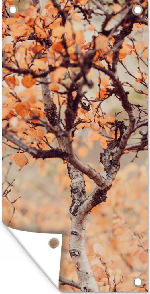 MuchoWow 80x160 cm Outdoor-Poster Gartendeko Sichtschutz Garten Poster für den Garten Herbst - Äste - Blätter