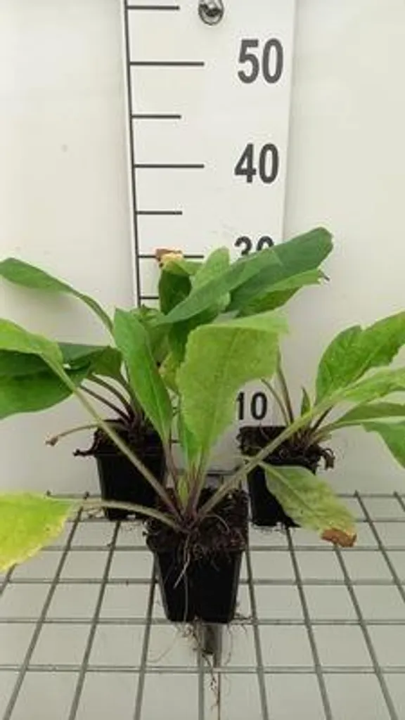 Pulmonaria rubra pour fleurir un jardin à l'ombre lot de 6 pots 9x9cm