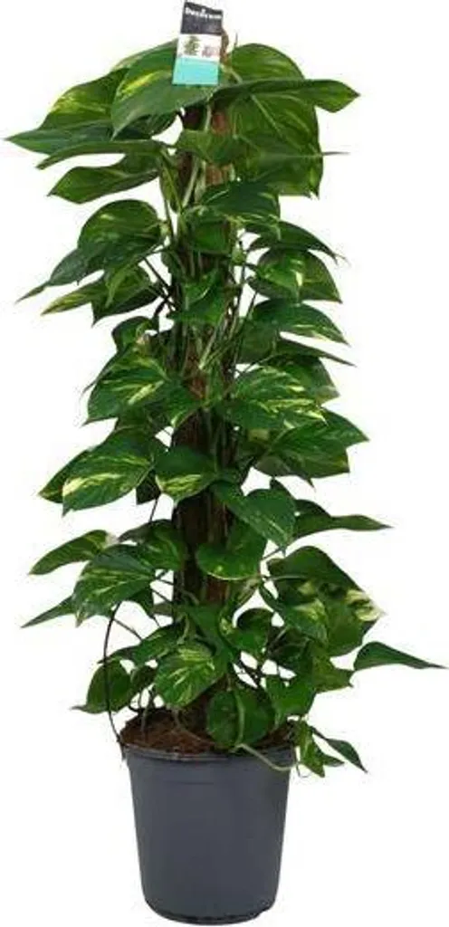 Plante d'intérieur purifiante Scindapsus | Entretien facile 120cm