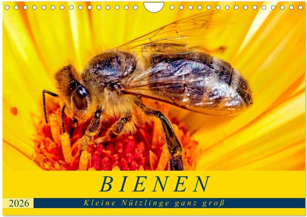 BIENEN - Kleine Nützlinge ganz groß (Wandkalender 2026 DIN A4 quer), CALVENDO Monatskalender