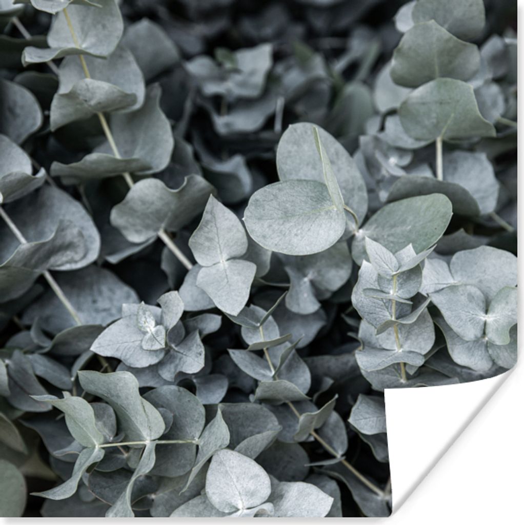 MuchoWow Poster Natur - Pflanzen - Eukalyptus - Blätter 100x100 cm - Babyzimmer