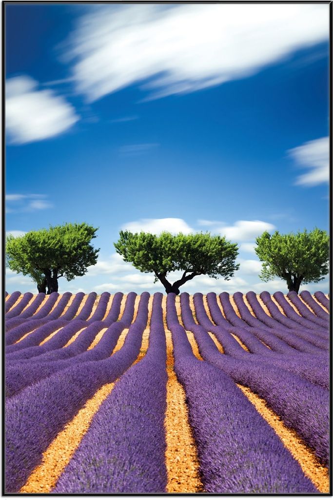 Wallario Wandbild Abstraktes lila Blumenfeld mit Lavendel, Größe: 61 x 91,50 cm, Poster mit schwarzem Aluminiumrahmen