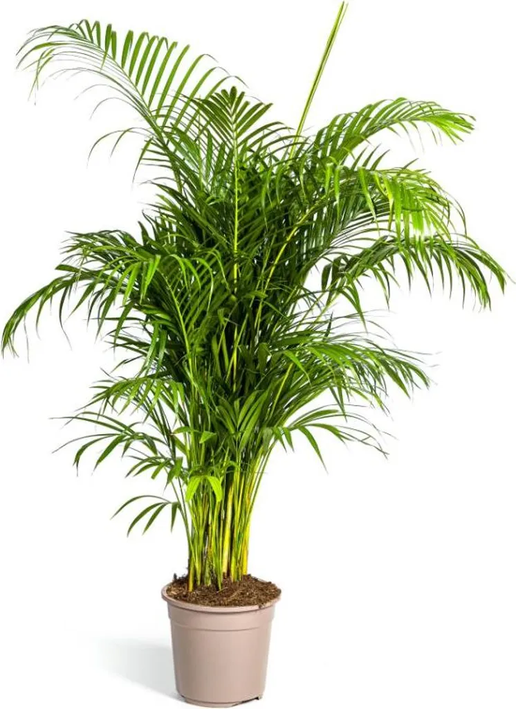 Ambiance Tropicale avec le Palmier Areca 150cm - Déco Salon et Bureau