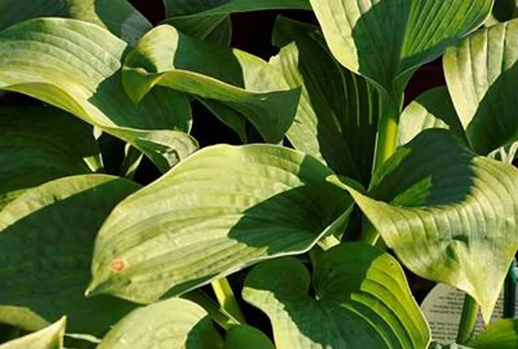 Hosta Elegans à large feuillage bleu, lot de 6 plants robustes 9 cm - 2