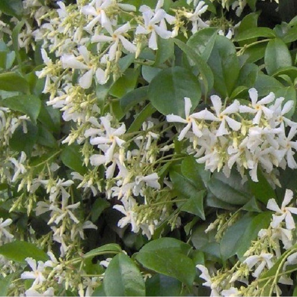 Trachelospermum jasminoides | 50-60 cm in Container Produktbild 