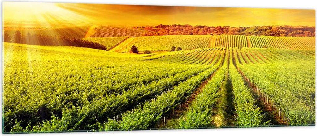 Bilder auf glas - Land Weingut Pflanzung - 140x50cm - Glasbilder - Wandbilder - Kunstdruck - zum Aufhängen bereit - Wanddekoration aus Glas - Glas...