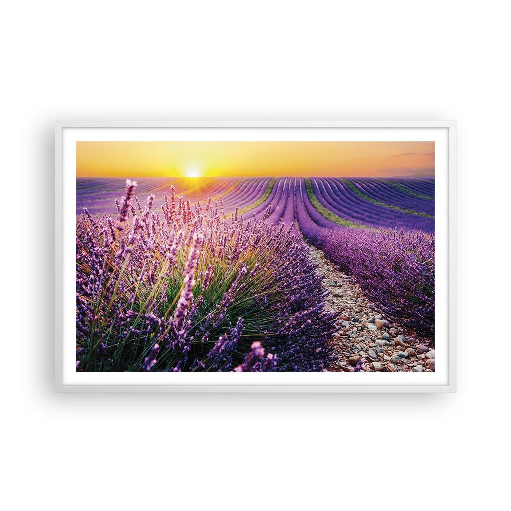 Gerahmtes Poster - Weißer Rahmen - Feld Lavendel Sonne - 91,5x61 cm - Wand Bild - Wanddeko - Wandbilder - Kunstposter - Wandposter - Bilderrahmen ...