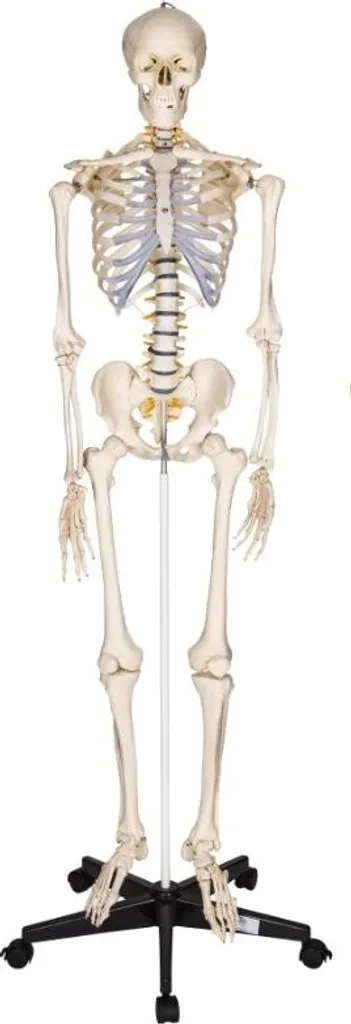Squelette humain 181 cm : apprenez l'anatomie réelle sans difficulté