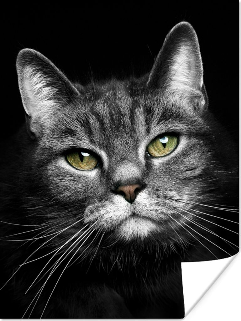 MuchoWow Poster Haustiere - Katze - Tiere - Schwarz - Weiß 30x40 cm - Wandplakat - Poster Kinderzimmer