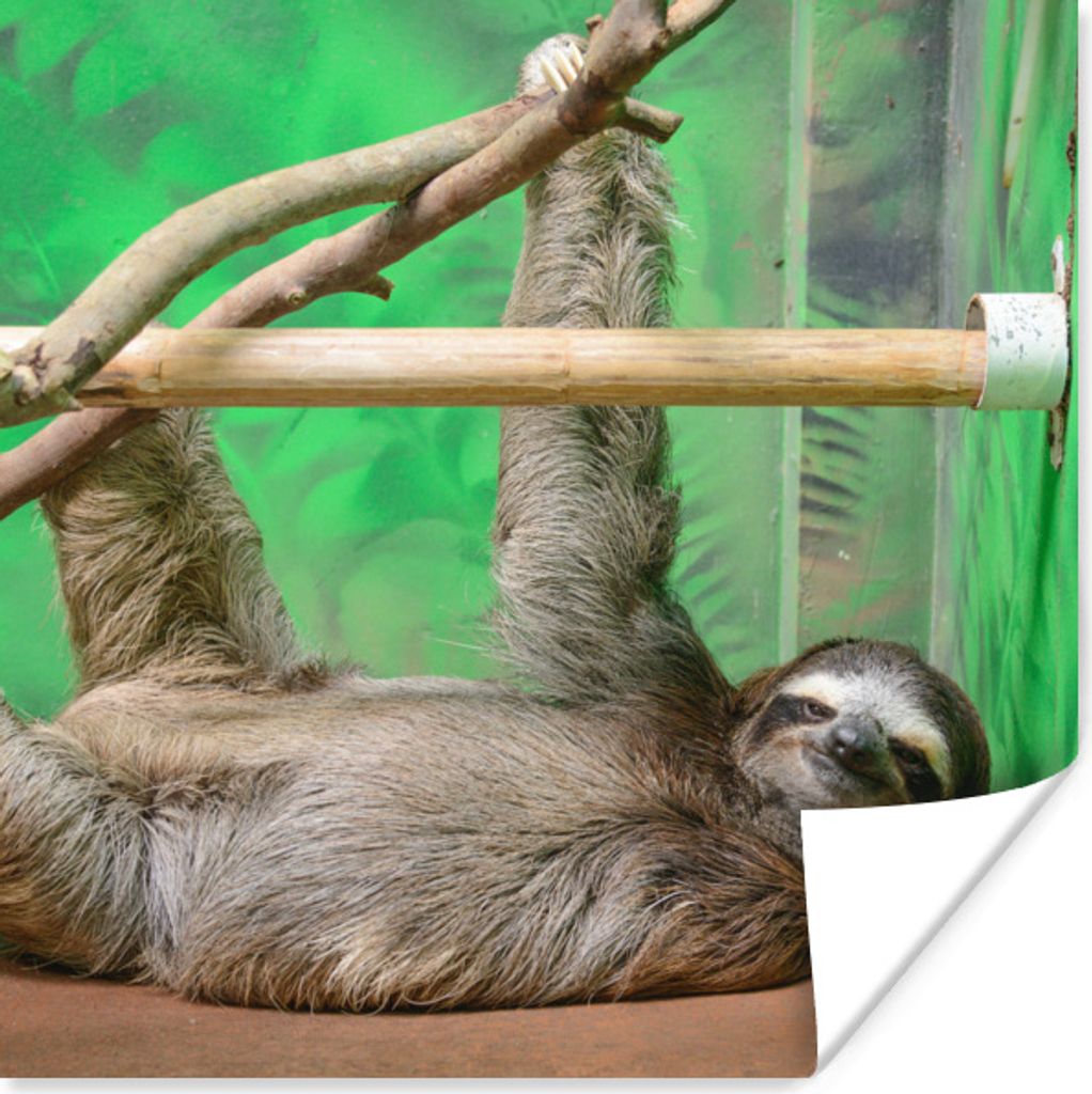 MuchoWow Poster Ein Faultier, das auf einem Tisch im Zoo liegt 100x100 cm - Babyzimmer