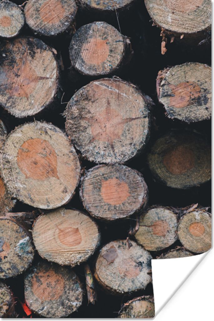 MuchoWow Poster Baum - Baumstamm - Wald - Natur 80x120 cm - Papierdruck