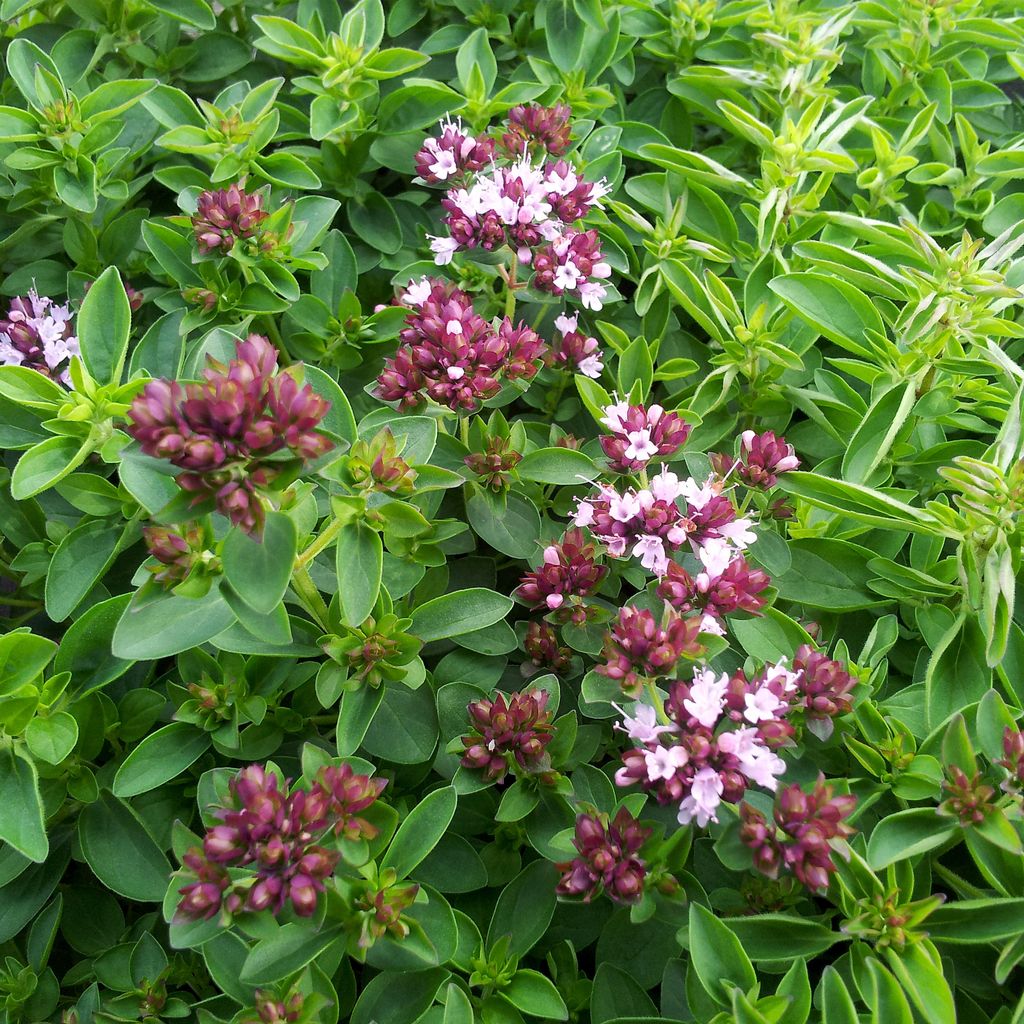 Bloomique - 3er Set - Origanum Vulgare Compactum - Produktbild 