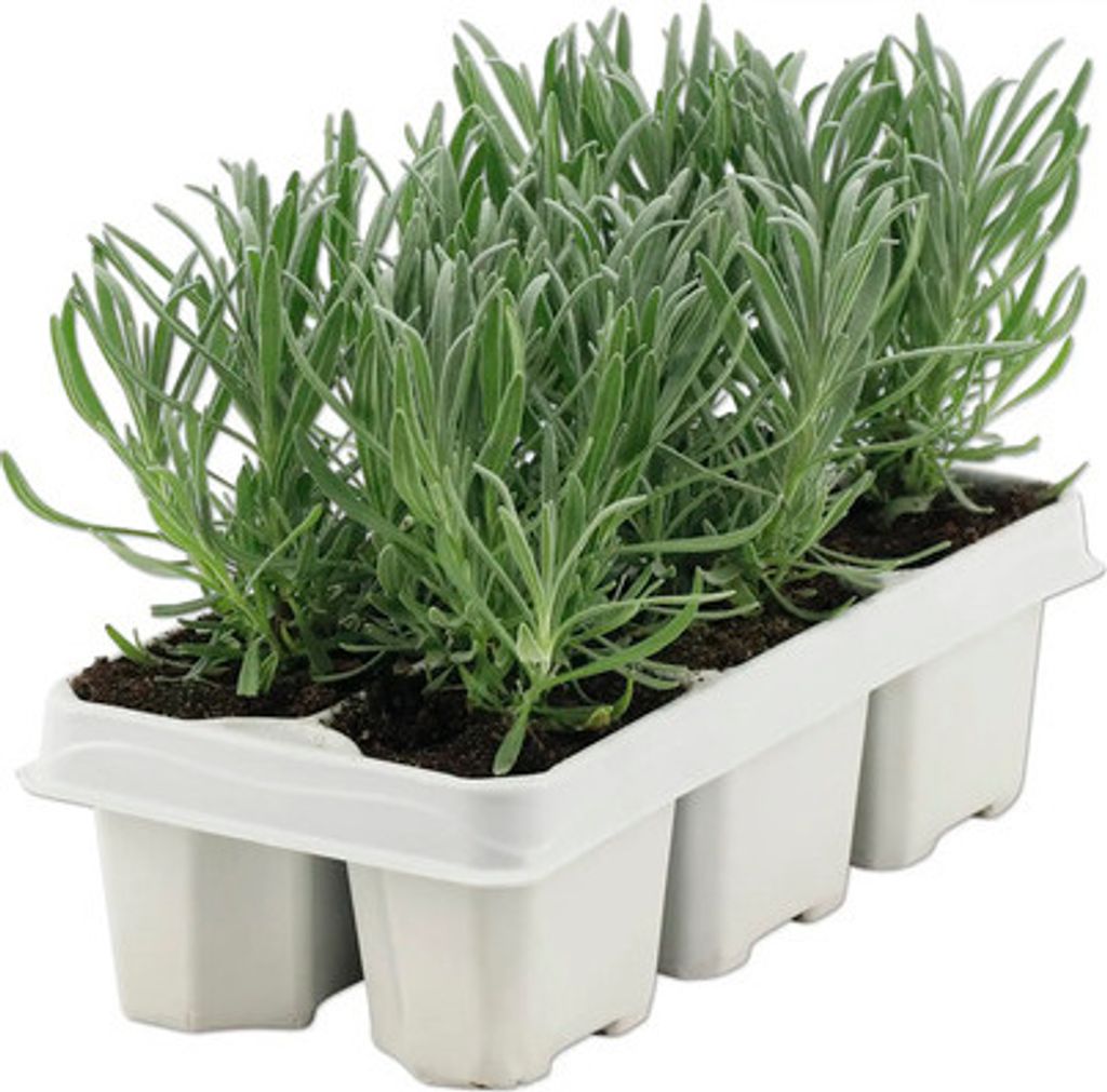 Lavendel Grosso 6-er Pack FloraSelf Lavandula angustifolia Obrázek produktu 