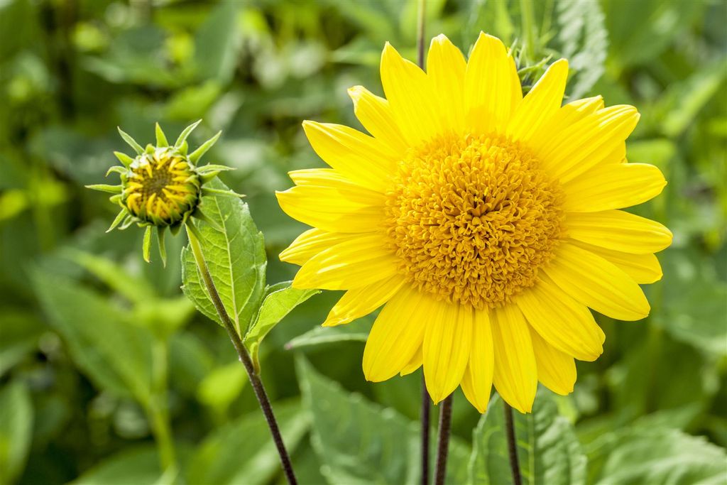 GartenStaudenSonnenblume 'Capenoch Star' Kaufland.de