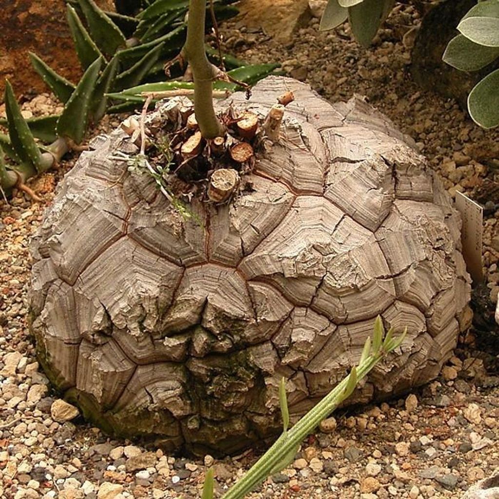 Roślina żółwiowa (Dioscorea elephantipes)  – 10 nasion Zdjęcie produktu 
