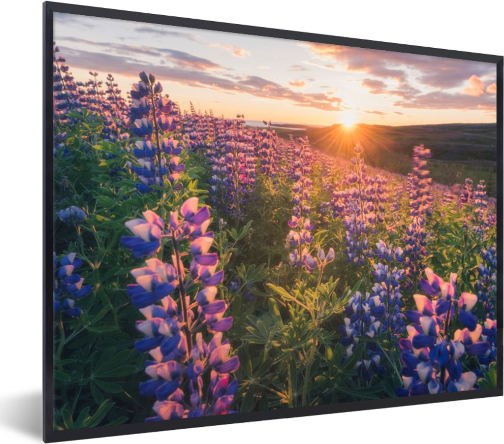 MuchoWow Gerahmtes Poster Lupine - Sonne - Lila 40x30 cm - Poster mit Schwarzem Bilderrahmen Wandposter Rahmen Foto Bilder - Kunstposter - Wandde...