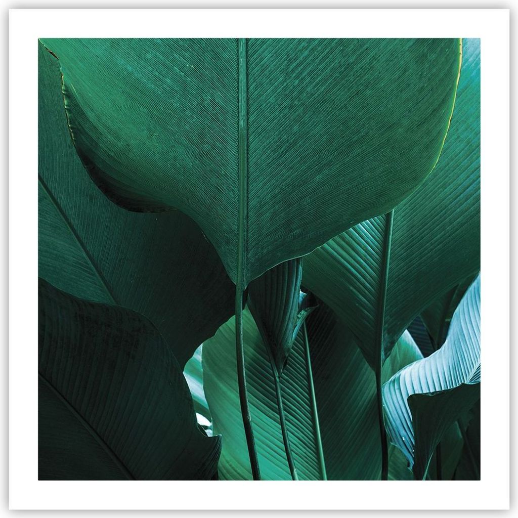 Poster - Poster ohne Rahmen - Blätter Palmen Banane - 60x60 cm - Wand Bild - Wanddeko - Wandbilder - Kunstposter - Wandposter - Bilder - Kunstdruc...