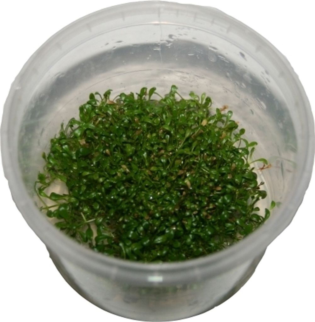 3 Dosen Glossotigma elantinoides in vitro, Zungenblatt steril angezogen