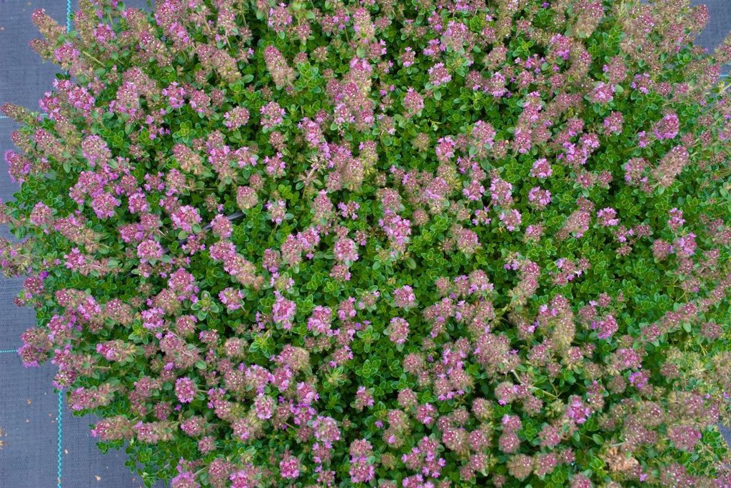 Thymus praecox 'Purpurteppich', Teppich-Thymian, purpur, ca. 9x9 cm Topf