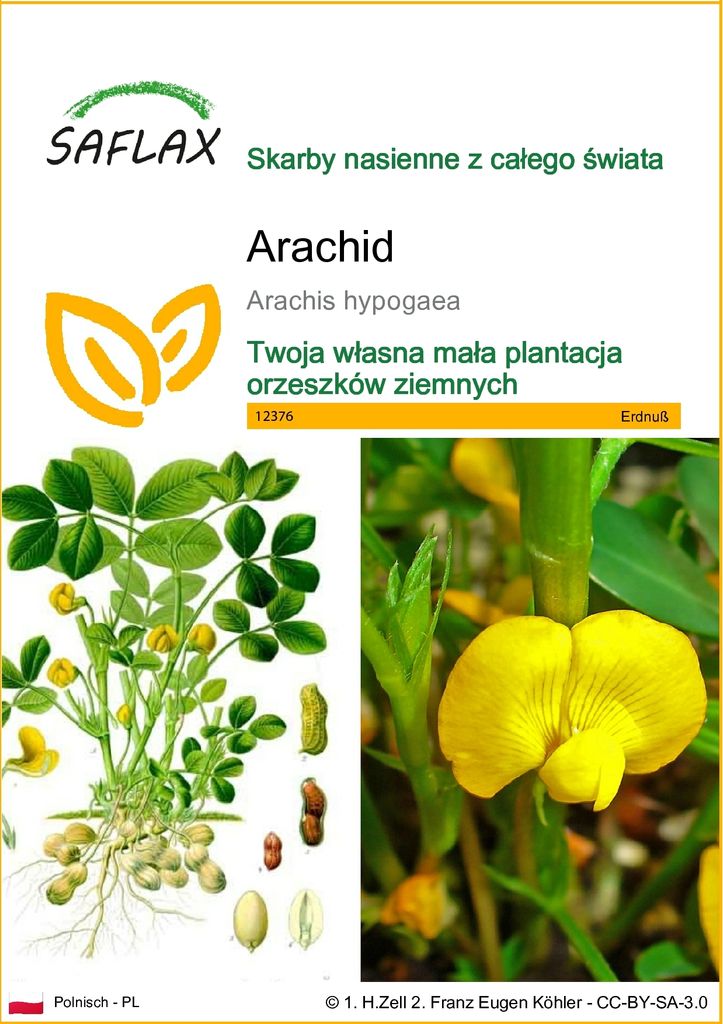 SAFLAX - Arachid - 8 Nasiona - Arachis hypogaea Zdjęcie produktu 
