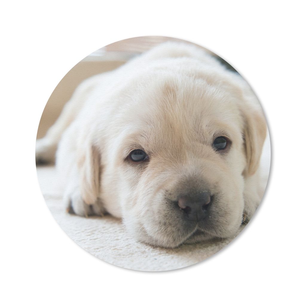 MuchoWow Mauspad Mousepad Eine Nahaufnahme eines müden Labrador-Welpen 40x40 cm - Mousepads - Maus Mat - Pad - Mausunterlage - Schreibtisch Acce...