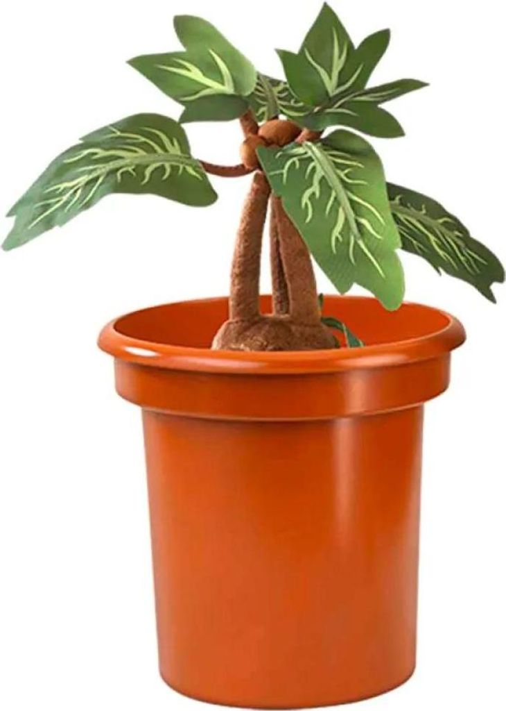polly variegata Alocasia Polly Variegata Pot 6cm French Production  plantandstories